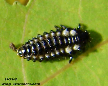 Ladybug species larva by Dave Pelletier