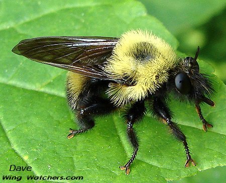 Robberfly/Laphria thoracica by Dave Pelletier