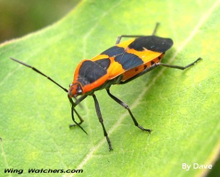 Large Milkweed Bug by Dave Pelletier