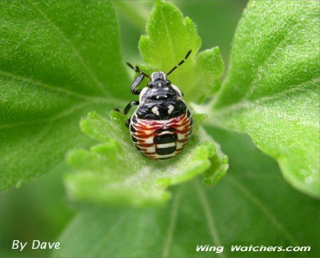 Stinkbug instar by Dave Pelletier