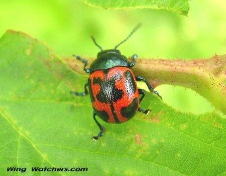 Leaf Bug by Dave Pelletier