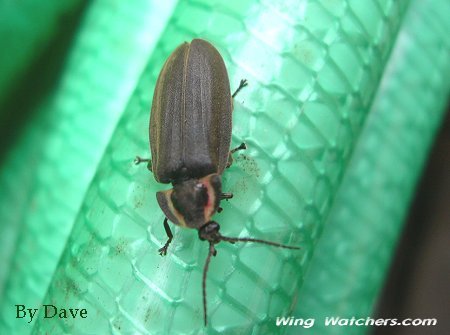 Soldier Beetle by Dave Pelletier