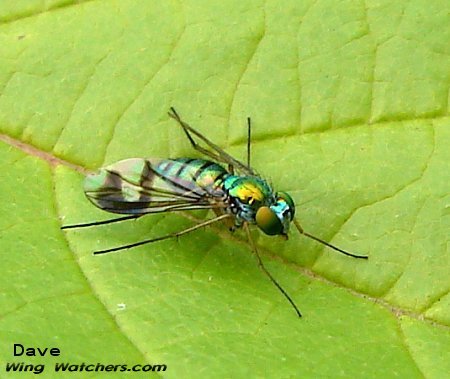 Long-legged Fly by Dave Pelletier