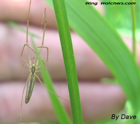 Long-jawed Orb Weaver (underside) by Dave Pelletier