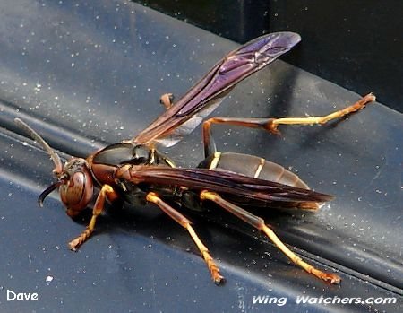 Paper Wasp by Dave Pelletier