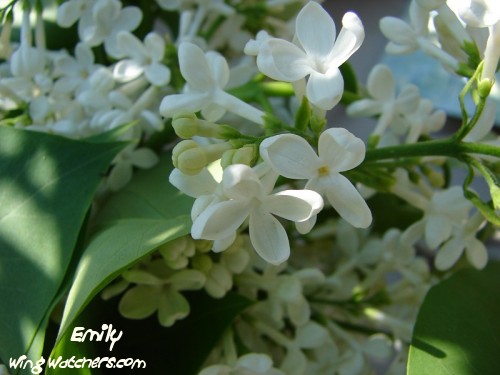 Lilac Flowers by Emily Kish