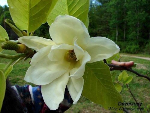 Magnolia Tree blossom by Dave Pelletier