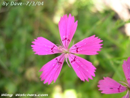 Maiden Pink Flower