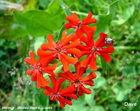 Maltese Cross Flower