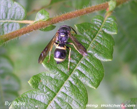 Mason Wasp by Dave Pelletier