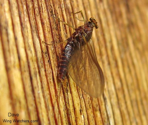 Mayfly species by Dave Pelletier