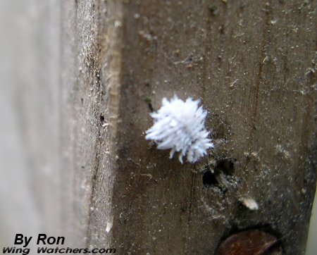 Mealybug Destroyer by Ron Pelletier