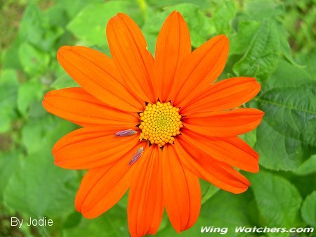 Mexican Sunflower