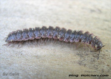 Millipede species by Dave Pelletier