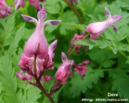 Miniature Bleeding Hearts