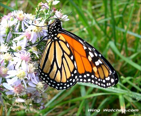 Monarch Butterfly by Dave Pelletier