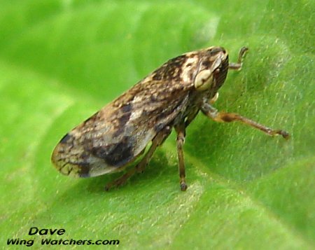 Meadow Spittlebug Philaenus spumarius by Dave Pelletier