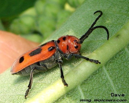 Milkweed Beetle by Dave Pelletier