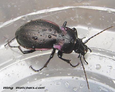 Carabus nemoralis Beetle by Dave Pelletier