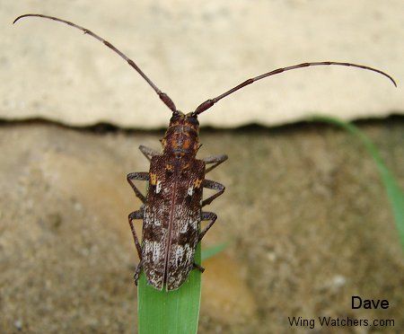 Carolina Sawyer-Monochamus carolinensis by Dave Pelletier