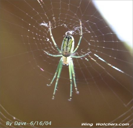 Orchard Spider by Dave Pelletier