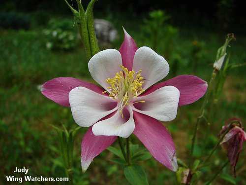 Origami Columbine by Judy