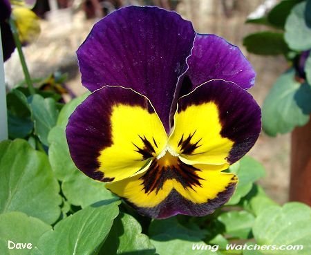 Pansy