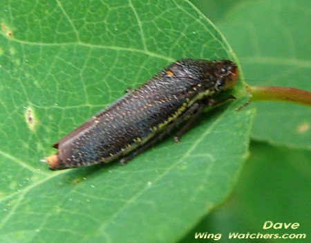 Leafhopper/Paraulacizes irrorata by Dave Pelletier