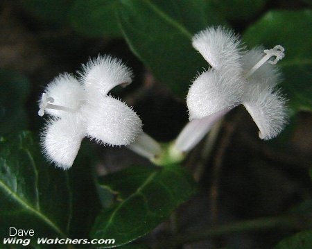 Partridgeberry flowers