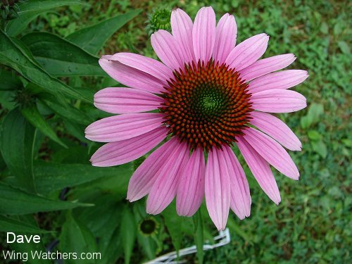 Purple Coneflower by Dave Pelletier