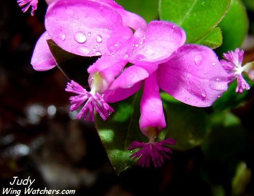 Fringed Polygala flower by Judy Pelletier