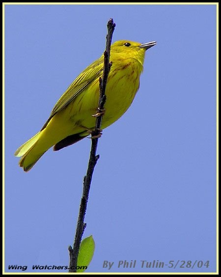 Yellow Warbler by Phil Tulin