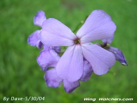 Wild Phlox flower