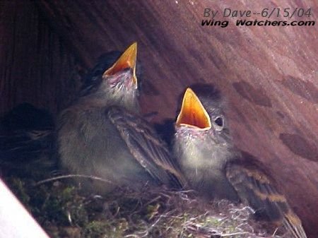 Eastern Phobe (Chicks) by Dave Pelletier