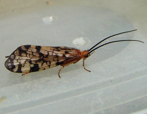 Caddisfly/Phryganeidae/Banksiola sp. by Dave Pelletier