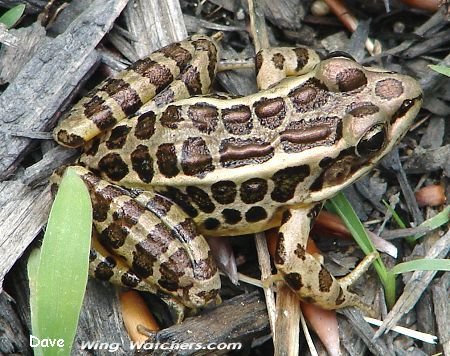 Pickerel Frog by Dave Pelletier