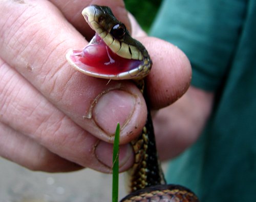 Common Garter Snake by Dave Pelletier