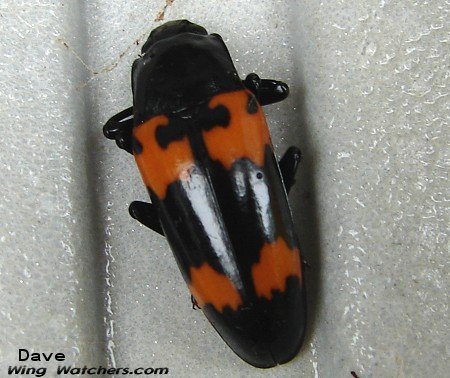 Pleasing Fungus Beetle by Dave Pelletier