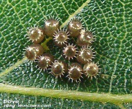 Stinkbug eggs by Dave Pelletier