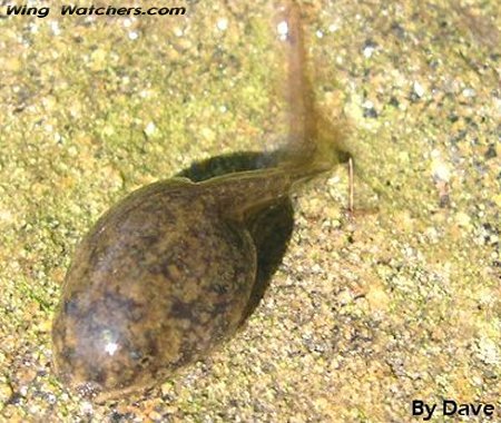 Polywog/Tadpole by Dave Pelletier