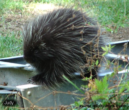 Porcupine by Judy Pelletier