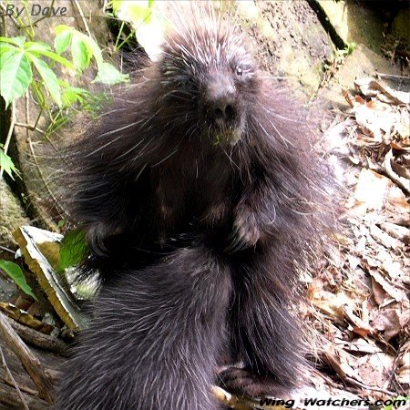 Porcupine nursing by Dave Pelletier