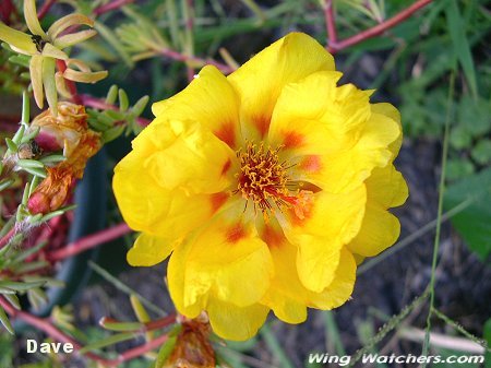 Portulaca Tulip