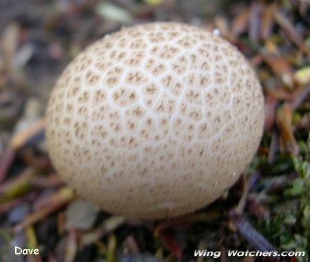 Giant Puffball mushroom