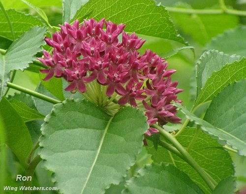 Purple Milkweed by Ron Pelletier