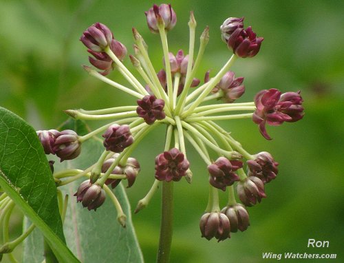 Purple Milkweed by Ron Pelletier