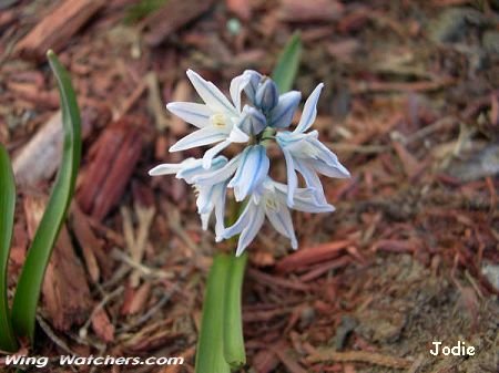 Puschkinia flower