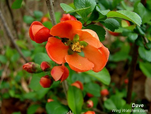 Flowering Quince by Dave Pelletier