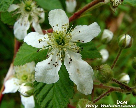 Rasberry Blossom