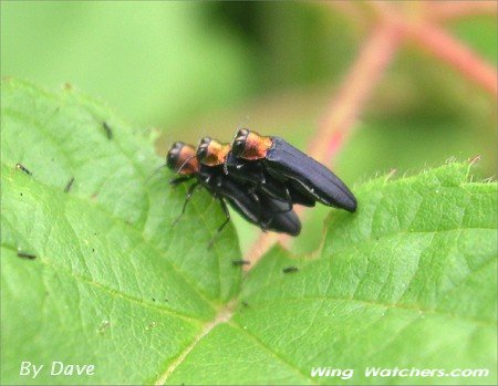 Raspberry Cane Borers by Dave Pelletier